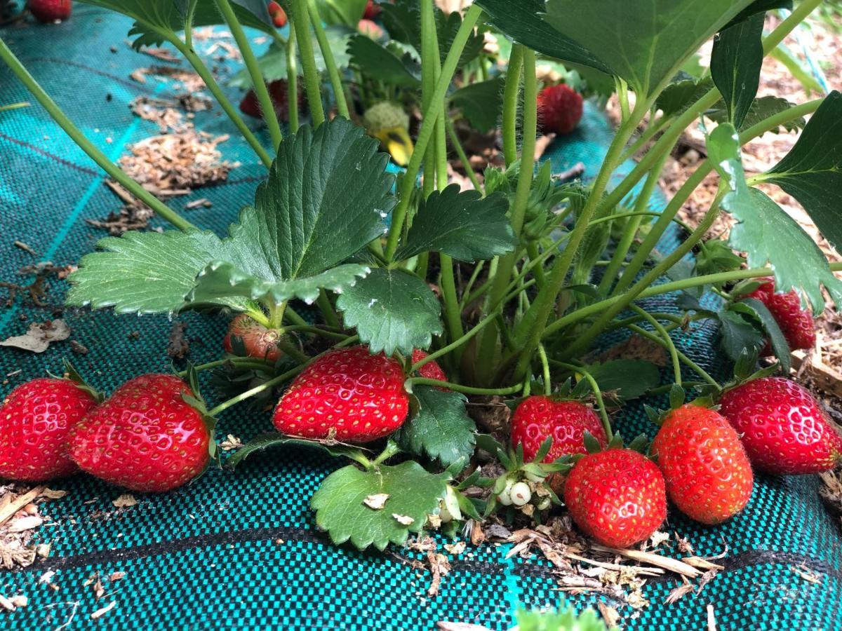 Gite A La Ferme De Verdurette Cordes Sur Ciel Εξωτερικό φωτογραφία