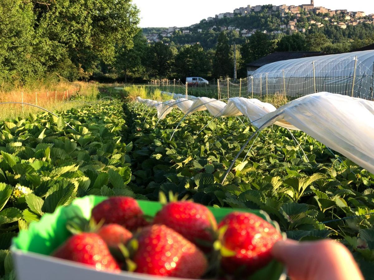 Gite A La Ferme De Verdurette Cordes Sur Ciel Εξωτερικό φωτογραφία
