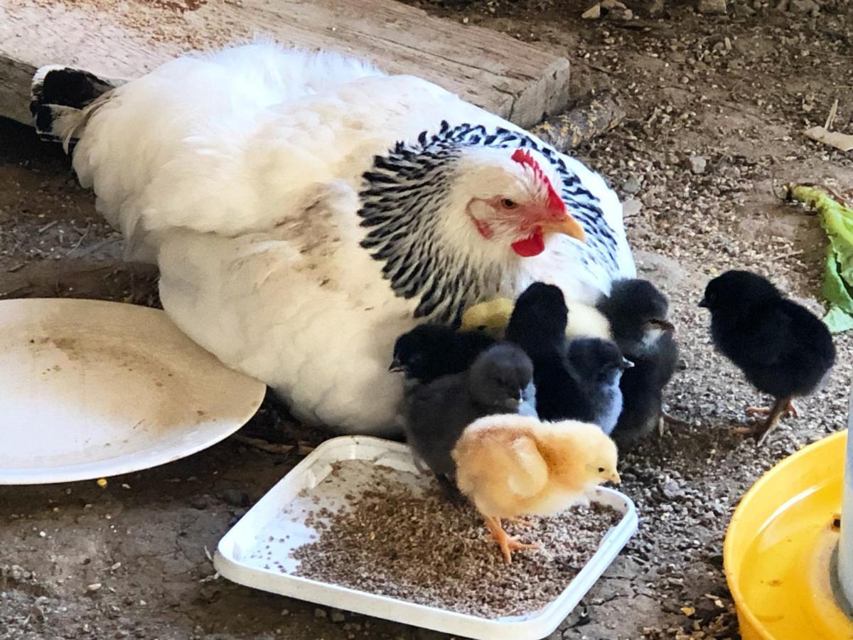 Gite A La Ferme De Verdurette Cordes Sur Ciel Εξωτερικό φωτογραφία